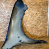 Skoda Fabia Front Left Fender Storm Blue Metallic