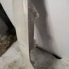 Skoda Octavia Front Right Fender