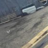 Volkswagen Amarok Rear Door